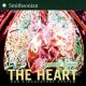 The heart : our circulatory system  Cover Image